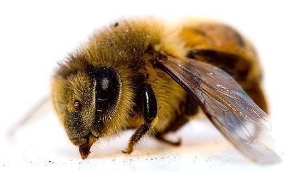 abeille 2.jpg